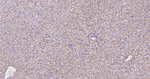Sodium Potassium ATPase Antibody in Immunohistochemistry (Paraffin) (IHC (P))