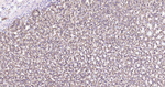 Sodium Potassium ATPase Antibody in Immunohistochemistry (Paraffin) (IHC (P))