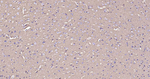 Sodium Potassium ATPase Antibody in Immunohistochemistry (Paraffin) (IHC (P))