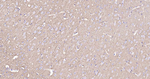Sodium Potassium ATPase Antibody in Immunohistochemistry (Paraffin) (IHC (P))