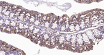 Sodium Potassium ATPase Antibody in Immunohistochemistry (Paraffin) (IHC (P))