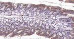 Sodium Potassium ATPase Antibody in Immunohistochemistry (Paraffin) (IHC (P))