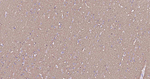 Sodium Potassium ATPase Antibody in Immunohistochemistry (Paraffin) (IHC (P))
