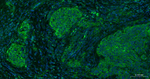Sodium Potassium ATPase Monoclonal Antibody (2G11)