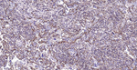 Sodium Potassium ATPase Antibody in Immunohistochemistry (Paraffin) (IHC (P))