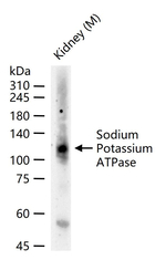 Sodium Potassium ATPase Antibody in Western Blot (WB)