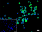 FGF2 Recombinant Mouse Monoclonal Antibody (5G8)
