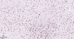 FGF2 Antibody in Immunohistochemistry (Paraffin) (IHC (P))