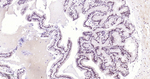 FGF2 Antibody in Immunohistochemistry (Paraffin) (IHC (P))