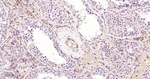 FGF2 Antibody in Immunohistochemistry (Paraffin) (IHC (P))