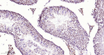 FGF2 Antibody in Immunohistochemistry (Paraffin) (IHC (P))