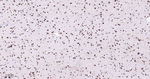 FGF2 Antibody in Immunohistochemistry (Paraffin) (IHC (P))