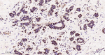 FGF2 Antibody in Immunohistochemistry (Paraffin) (IHC (P))