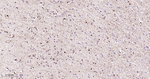 FGF2 Antibody in Immunohistochemistry (Paraffin) (IHC (P))