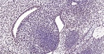 FGF2 Antibody in Immunohistochemistry (Paraffin) (IHC (P))
