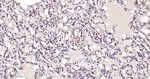 FGF2 Antibody in Immunohistochemistry (Paraffin) (IHC (P))