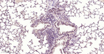 FGF2 Antibody in Immunohistochemistry (Paraffin) (IHC (P))