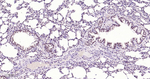 FGF2 Antibody in Immunohistochemistry (Paraffin) (IHC (P))