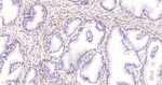 FGF2 Antibody in Immunohistochemistry (Paraffin) (IHC (P))