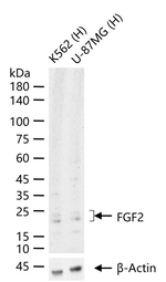 FGF2 Antibody in Western Blot (WB)