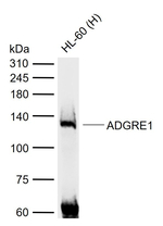 F4/80 Monoclonal Antibody (3D4)