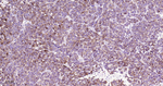 Melan-A Monoclonal Antibody (F4D11)