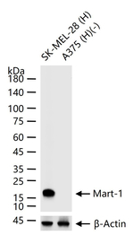 Melan-A Antibody in Western Blot (WB)
