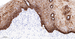 Cytokeratin 15 Antibody in Immunohistochemistry (Paraffin) (IHC (P))