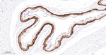 Cytokeratin 15 Antibody in Immunohistochemistry (Paraffin) (IHC (P))
