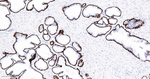 Cytokeratin 15 Antibody in Immunohistochemistry (Paraffin) (IHC (P))