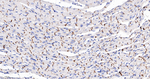 N-cadherin Antibody in Immunohistochemistry (Paraffin) (IHC (P))