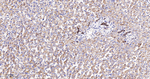 N-cadherin Antibody in Immunohistochemistry (Paraffin) (IHC (P))
