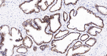 N-cadherin Monoclonal Antibody (3C9)