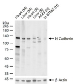 N-cadherin Antibody in Western Blot (WB)