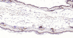 Cytokeratin Pan Type I/II Antibody in Immunohistochemistry (Paraffin) (IHC (P))