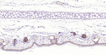 Cytokeratin Pan Type I/II Antibody in Immunohistochemistry (Paraffin) (IHC (P))