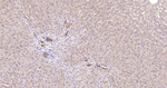 Cytokeratin Pan Type I/II Antibody in Immunohistochemistry (Paraffin) (IHC (P))