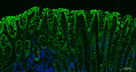 Cytokeratin Pan Type I/II Antibody in Immunohistochemistry (Paraffin) (IHC (P))