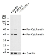 Cytokeratin Pan Type I/II Antibody in Western Blot (WB)