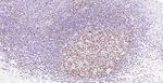 Oct-2 Antibody in Immunohistochemistry (Paraffin) (IHC (P))