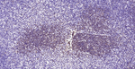 Oct-2 Antibody in Immunohistochemistry (Paraffin) (IHC (P))