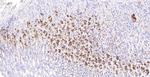 MUC6 Antibody in Immunohistochemistry (Paraffin) (IHC (P))