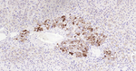 Chromogranin A Monoclonal Antibody (13H7)
