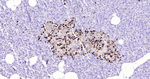 Chromogranin A Antibody in Immunohistochemistry (Paraffin) (IHC (P))