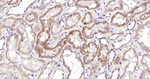 NAPSA Antibody in Immunohistochemistry (Paraffin) (IHC (P))