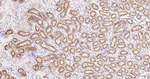 NAPSA Antibody in Immunohistochemistry (Paraffin) (IHC (P))
