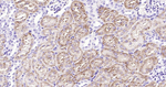 NAPSA Monoclonal Antibody (10A12)