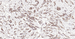 delta Catenin Monoclonal Antibody (8G11)