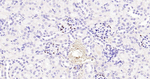 p57 Kip2 Antibody in Immunohistochemistry (Paraffin) (IHC (P))
