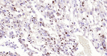 p57 Kip2 Antibody in Immunohistochemistry (Paraffin) (IHC (P))